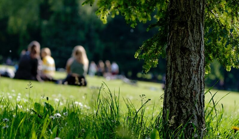 selective photo of grass field on parkr